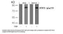 Phospho-STAT3 (Ser727) Antibody