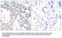 Phospho-STAT3 (Ser727) Antibody