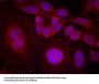 Phospho-STAT3 (Ser727) Antibody