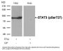 Phospho-STAT3 (Ser727) Antibody