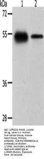 CA14 Antibody