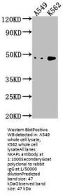 NKAPL Antibody