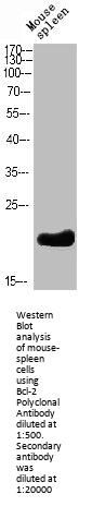 BCL2 Antibody