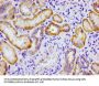 CRTC2 Antibody