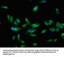 CRTC2 Antibody