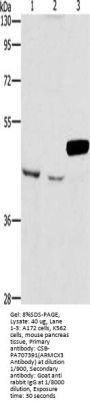ARMCX3 Antibody