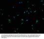 C3orf38 Antibody