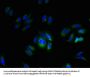 TMEM255A Antibody