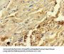 C2orf83 Antibody
