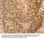SNX8 Antibody