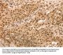 SNX8 Antibody