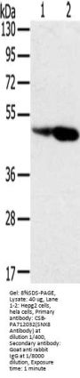 SNX8 Antibody