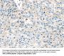 Rabbit anti-human VPS26A polyclonal antibody