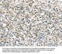 Rabbit anti-human VPS26A polyclonal antibody