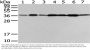 Rabbit anti-human VPS26A polyclonal antibody