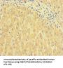 TSBP1 Antibody