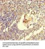 TSBP1 Antibody