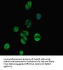 TSBP1 Antibody