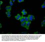 CARMIL1 Antibody