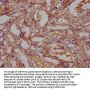 Lbp Antibody