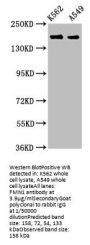 FMN1 Antibody