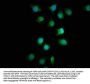 FMN1 Antibody