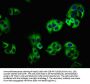 LEMD1 Antibody