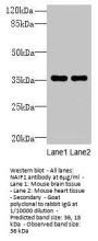 NAIF1 Antibody