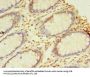 NAIF1 Antibody
