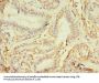 NAIF1 Antibody