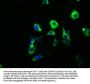SYT6 Antibody