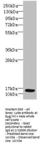 Ly6e Antibody