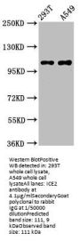 ICE2 Antibody