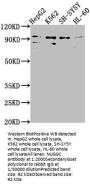 NUGGC Antibody