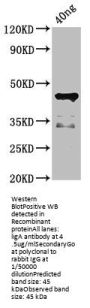 ligA Antibody