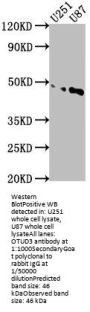 OTUD3 Antibody