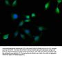 OTUD3 Antibody
