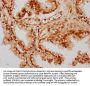 CPTP Antibody