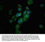 CPTP Antibody