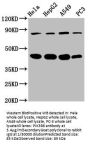 PIK3R6 Antibody