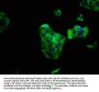 PIK3R6 Antibody