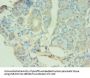 ATG9B Antibody