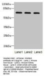 SCARA3 Antibody