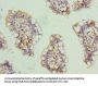 SCARA3 Antibody
