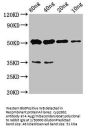 cyp26b1 Antibody