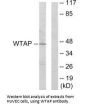 WTAP Antibody