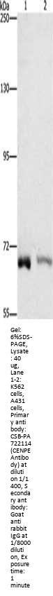 CENPE Antibody