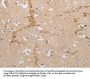 NCAN Antibody