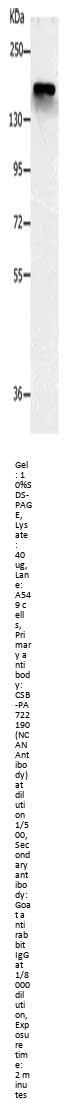 NCAN Antibody