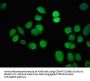 LRRK2 Antibody